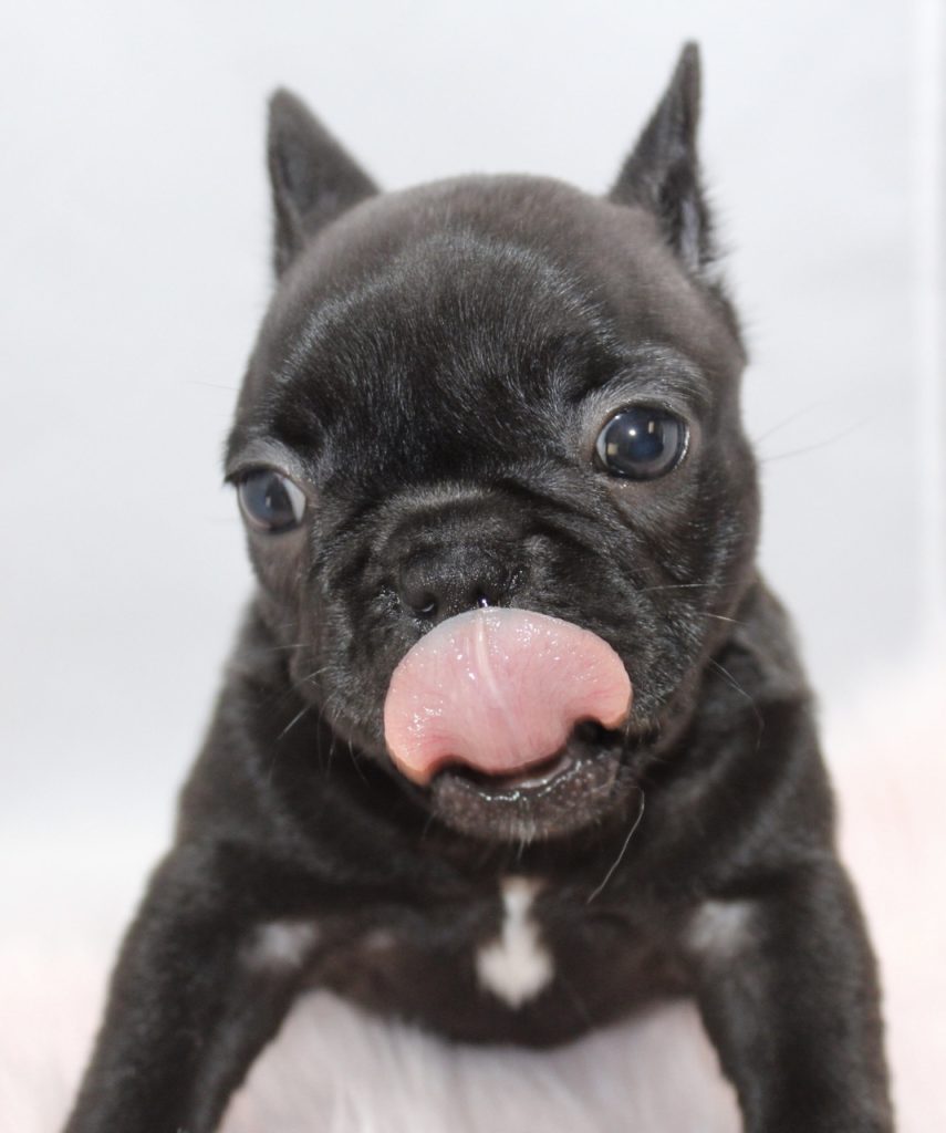 Black Frenchie Puppy