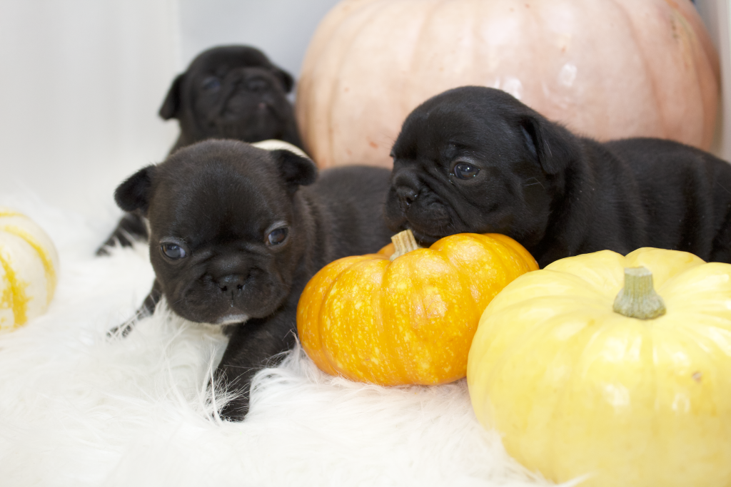 French Bulldog Puppies Concord