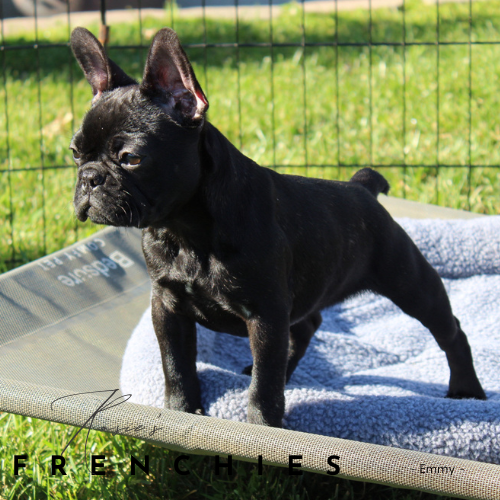 Black French Bulldog Puppy