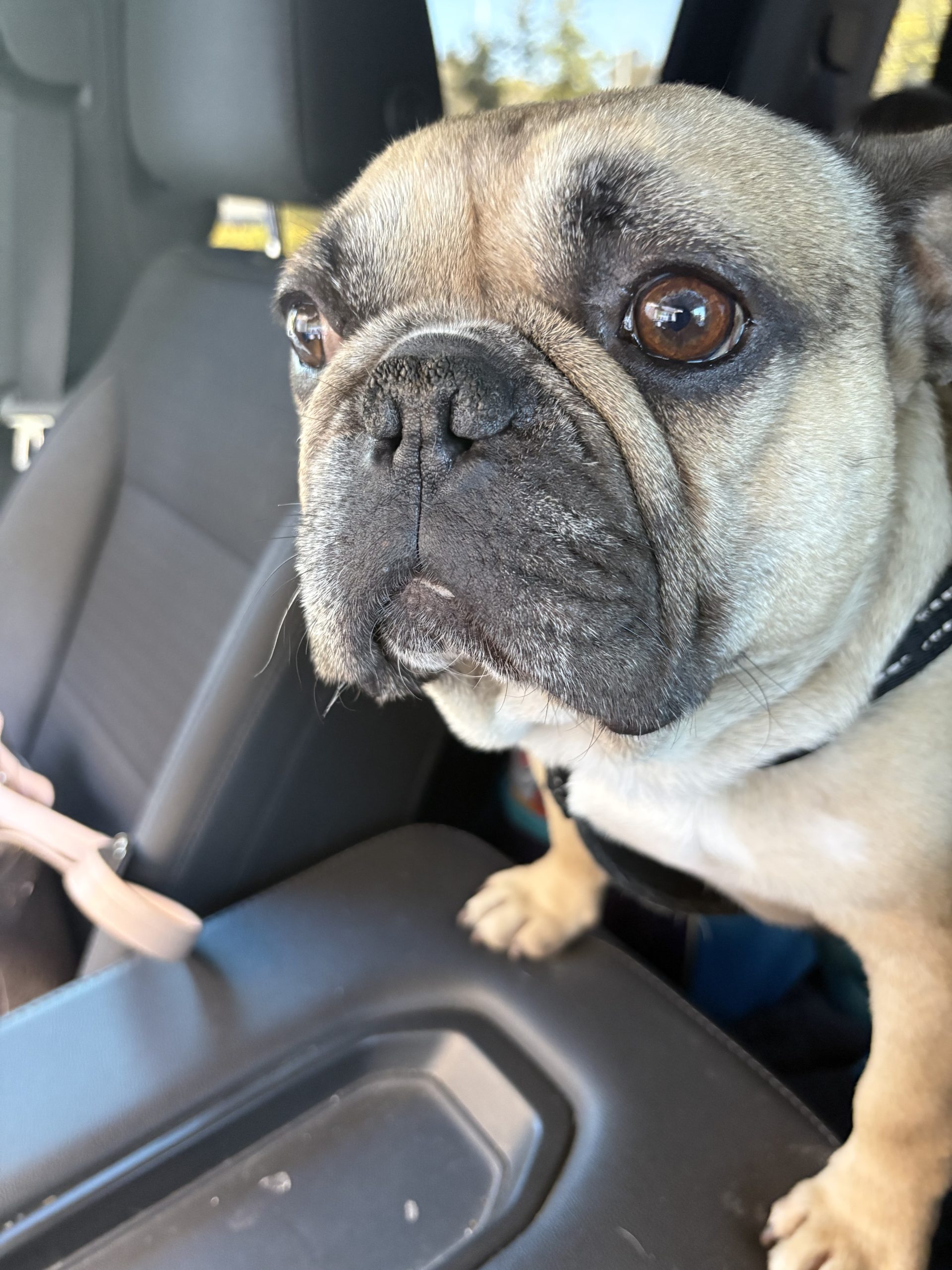 Fawn Merle French Bulldog