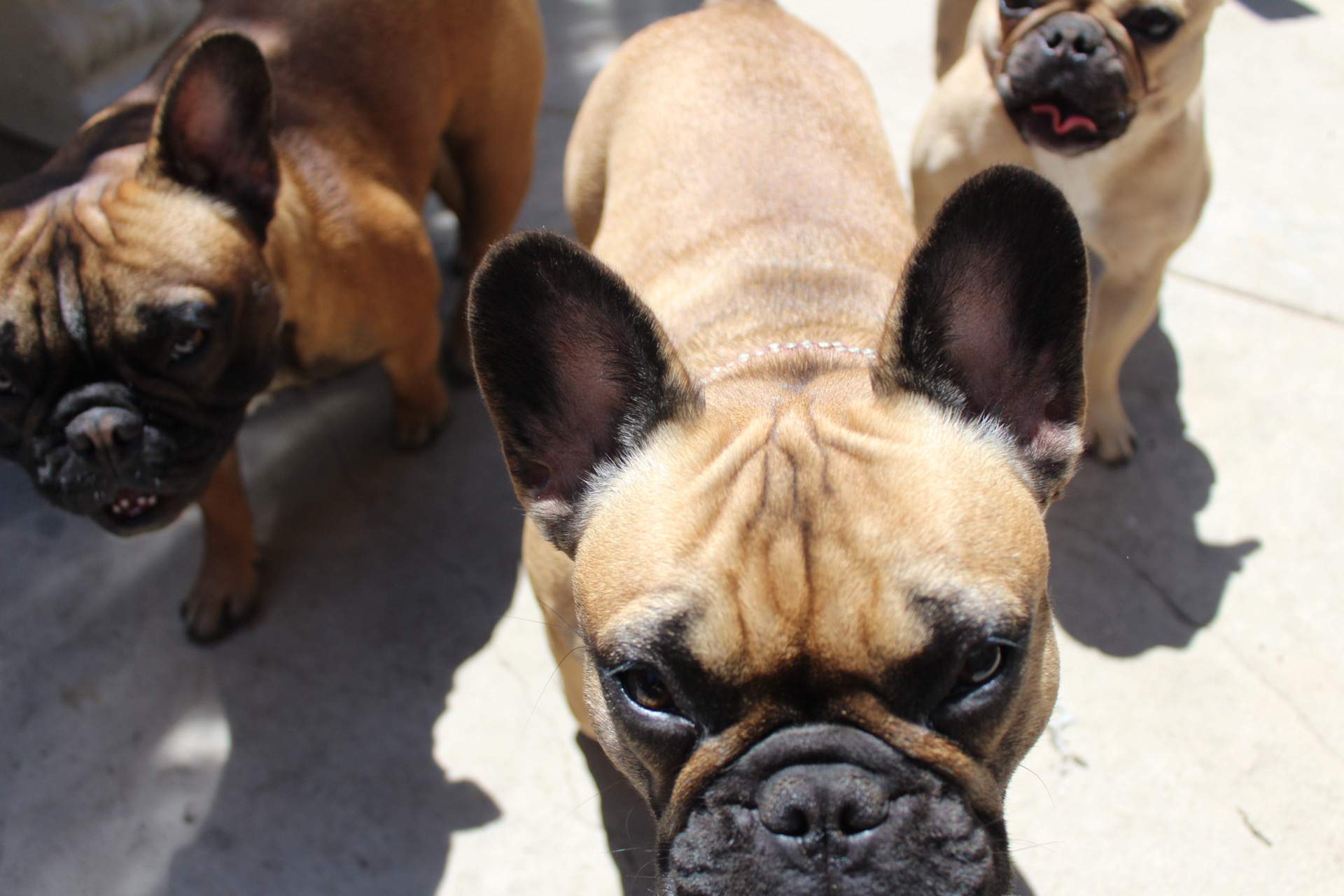 Three french bulldogs walking